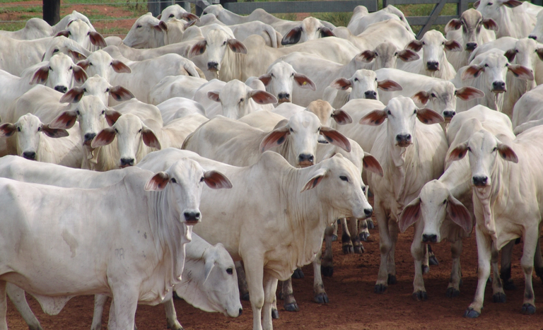 Brasil reforça compromisso com exigências sanitárias da União Europeia para exportação de produtos de origem animal