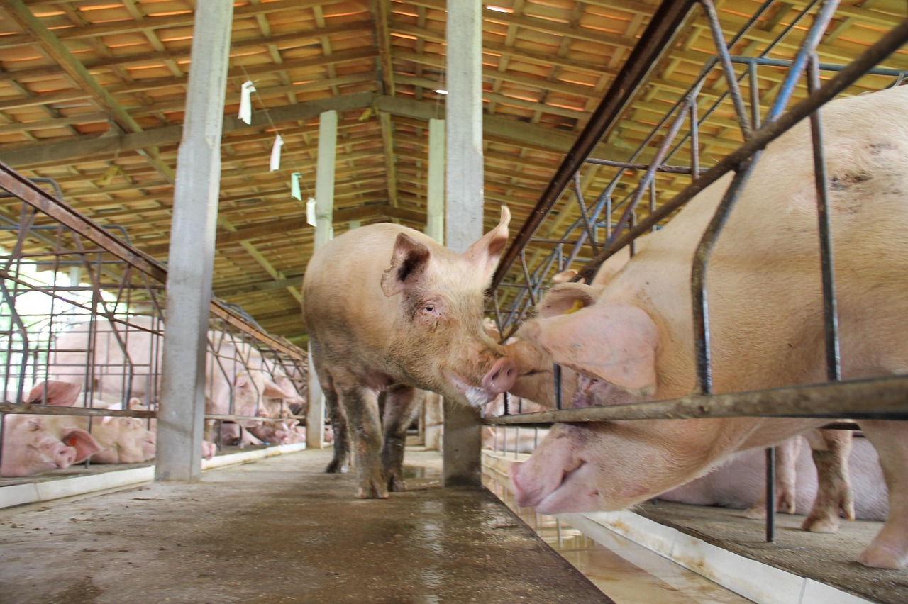 a-pig-2271861_1280.jpg