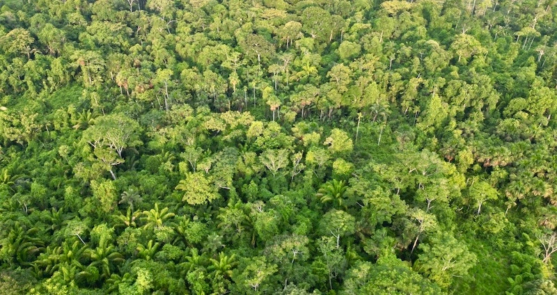 alta-floresta-RPPN-fazenda-anaca-foto-com-drone-fernao-prado.webp