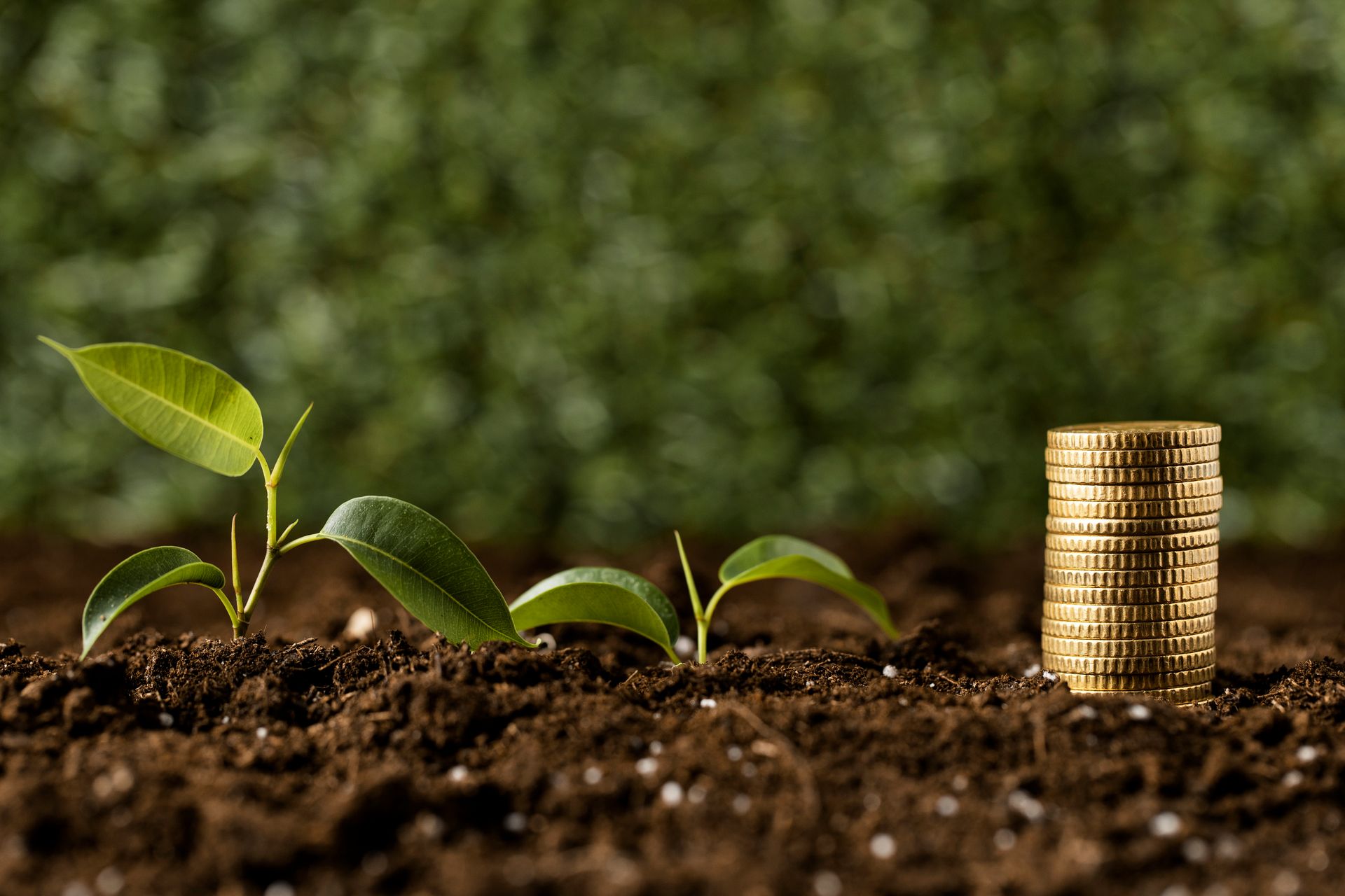 coins-stacked-dirt-with-plants.jpg