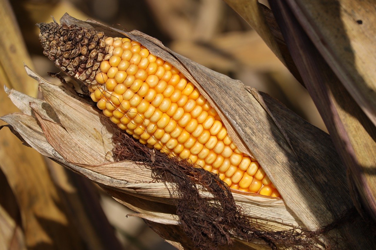 corn-8299009_1280.jpg