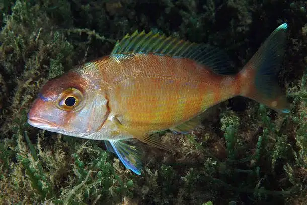pargo.webp