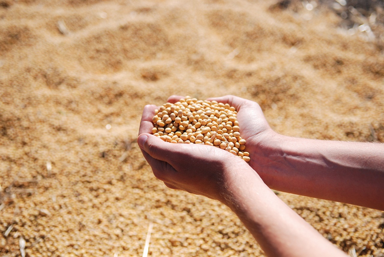 soybean-1831703_1280.jpg