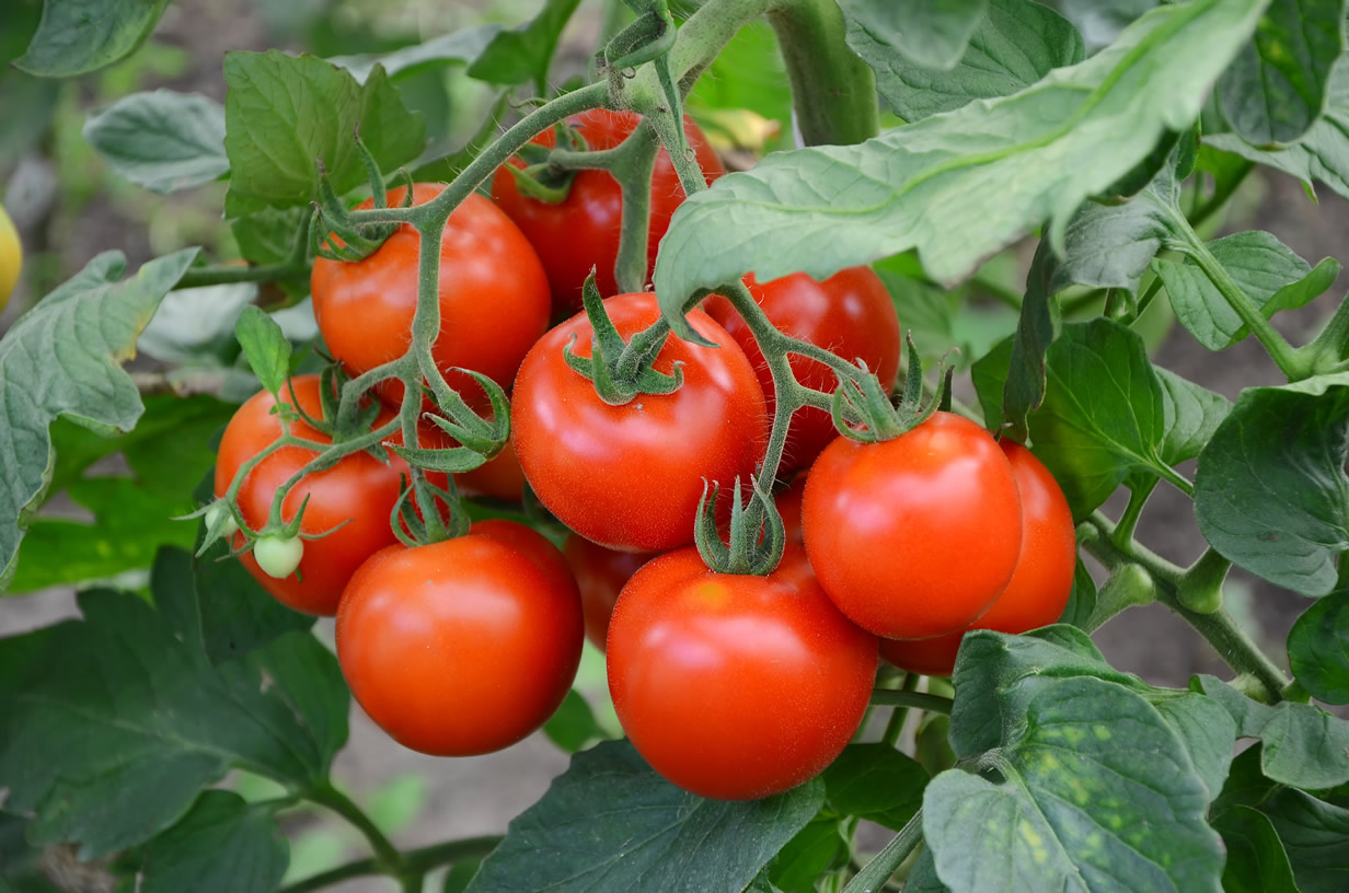 tomates.jpg